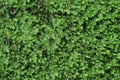 Green moss backgruond close up Royalty Free Stock Photo