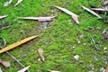 Green moss and leaves stones background close up Royalty Free Stock Photo