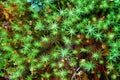 Green moss backgruond close up Royalty Free Stock Photo