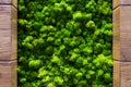 Green moss backgruond close up interior design. top view close up Royalty Free Stock Photo
