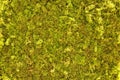 Green moss backgruond close up. Wall decoration. Moss on the wall for beautiful background. Green moss for background texture, top Royalty Free Stock Photo