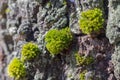 Green moss on the bark of a birch tree of white, gray, black colors with a beautiful relief texture Royalty Free Stock Photo