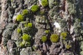 Green moss on the bark of a birch tree of white, gray, black colors with a beautiful relief texture Royalty Free Stock Photo