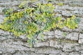 Green moss on the bark of a tree