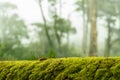 Green moss on bark tree in forest. trees on background. foggy weather. background of moss for wallpaper. macro close view Royalty Free Stock Photo