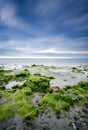 Green moss on beach rock over dramatic dark clouds Royalty Free Stock Photo