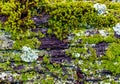 Green moss on a big tree bark background or texture. Royalty Free Stock Photo