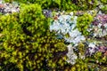 Green moss on a big tree bark background or texture. Royalty Free Stock Photo