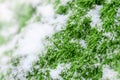 Green moss on a birch tree covered with snow, winter scene Royalty Free Stock Photo