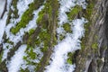 Green moss on a birch tree covered with snow, winter scene.Winter season Royalty Free Stock Photo