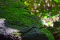 Green moss Born on a rock Is a group of single-celled algae or other algae combined When there is a lot,