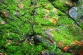 Green moss Born on a rock Is a group of single-celled