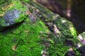 Green moss Born on a rock Is a group of single-celled