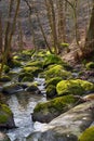 Boulders in forest creek.