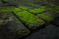 Green moss and brick background texture beautiful in nature. Floors pattern in environment concept Royalty Free Stock Photo