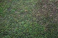 Green Moss Brick Wall