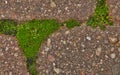 Green moss (Bryophyta) growing between garden paver cement bricks with copy space.