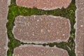 Green moss (Bryophyta) growing between garden paver cement bricks with copy space.