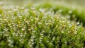 Green moss Bryophyta highlighting the delicate structures and Royalty Free Stock Photo