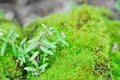 Green moss or bryophyta, moss on the rock Royalty Free Stock Photo