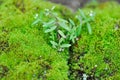 Green moss or bryophyta, moss on the rock Royalty Free Stock Photo