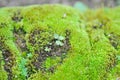 Green moss or bryophyta, moss on the rock Royalty Free Stock Photo