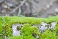 Green moss or bryophyta, moss on the rock Royalty Free Stock Photo