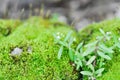 Green moss or bryophyta, moss on the rock Royalty Free Stock Photo