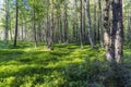 Green moss in a clearing in the forest illuminated by the sun Royalty Free Stock Photo