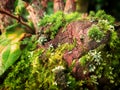 Green moss close-up on the branch, tree bark Royalty Free Stock Photo