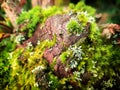 Green moss close-up on the branch, tree bark Royalty Free Stock Photo