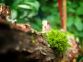 Green moss close-up on the branch, tree bark Royalty Free Stock Photo