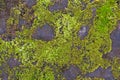 Green moss on a flat stone texture Royalty Free Stock Photo