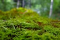 Green moss close-up growing on the ground in the forest, small vegetation Royalty Free Stock Photo