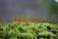 Green moss close up