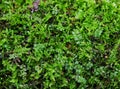 Green moss