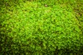 Green Moss Royalty Free Stock Photo