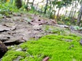 Green moss closeup.moss in the forest. Green moss covered the soil on the ground.moss texture. Royalty Free Stock Photo