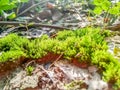 Green moss closeup.moss in the forest. Green moss covered the soil on the ground.moss texture. Royalty Free Stock Photo