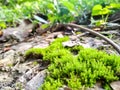 Green moss closeup.moss in the forest. Green moss covered the soil on the ground.moss texture. Royalty Free Stock Photo