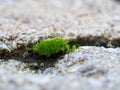 Green moss between concrete cracks Royalty Free Stock Photo