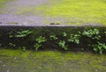 Green moss on the concrete walkway in the public park, Thailand Royalty Free Stock Photo