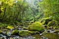 Green moss covered boulders in a leavy river glade