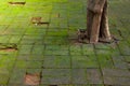 Green moss on covered brick floor and tree