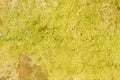 Green moss covered the old red brick wall, natural background Royalty Free Stock Photo