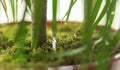 The green moss covered flower pot