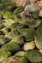 Green moss covered rocks