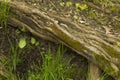 Green moss covered tree trunk Royalty Free Stock Photo