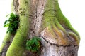 Green moss covered tree trunk, isolated Royalty Free Stock Photo