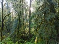 Temperate Rainforest and Sunlight in Oregon Royalty Free Stock Photo